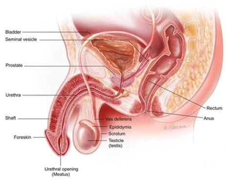 Prostate Enlargement